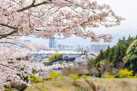 Cherry blossoms in full bloom with a beautiful pink colorの写真素材