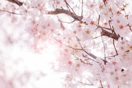 Beautiful pale pink cherry blossomsの写真素材