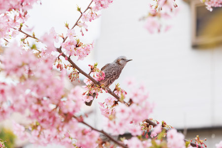 Cherry blossoms in full bloom with beautiful pink colorの写真素材
