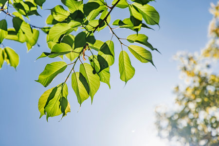 Fresh green leaves bathed in sunlight