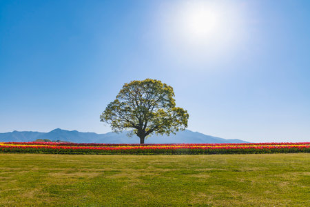 Tulips in full bloom on the riverbedの写真素材