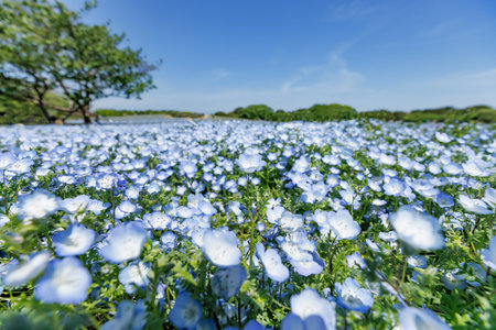 Beautiful blue nemophila in full bloomの写真素材