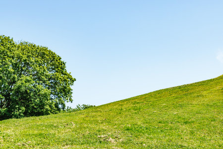 Colorful fresh green and blue skyの写真素材