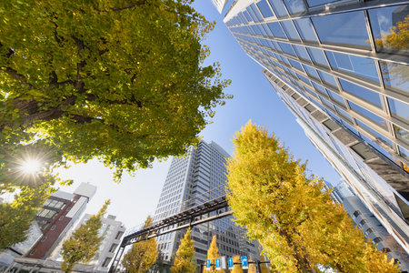 Buildings and trees with autumn leaves in Tokyoの写真素材