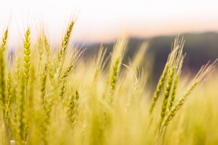 Fresh barley with beautiful greenery