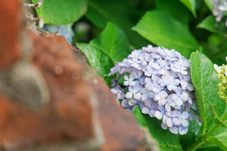 Fresh hydrangea with beautiful petalsの写真素材