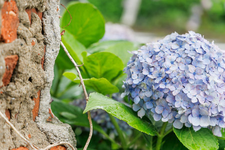 Fresh hydrangea with beautiful petalsの写真素材
