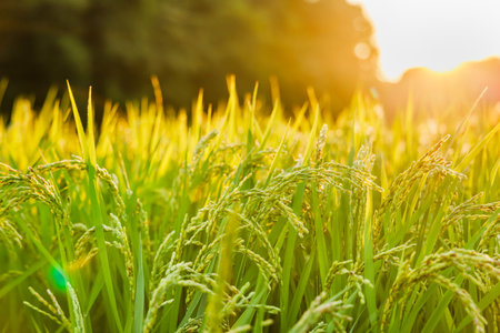 Rice fields in the suburbs of Yokohama bathed in the light of duskの写真素材