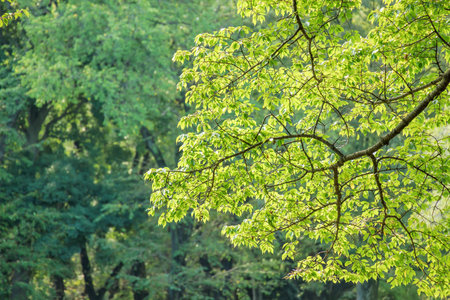 Fresh green tree with beautiful colorの写真素材