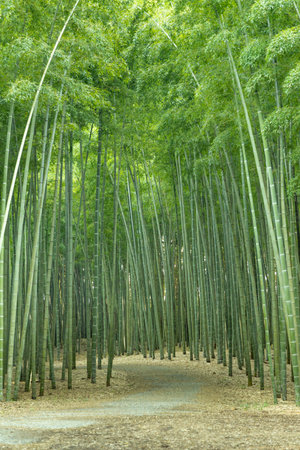 Fresh green bamboo forestの写真素材
