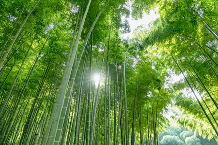Fresh green bamboo forest