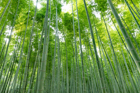 Fresh green bamboo forestの写真素材