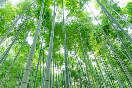 Fresh green bamboo forestの写真素材