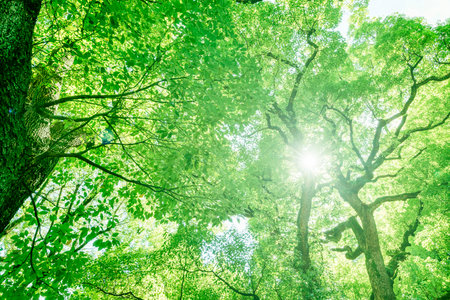 Fresh green tree with beautiful sunlightの写真素材