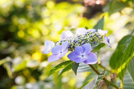 Hydrangea flower in garden, Hydrangea macrophyllaの写真素材