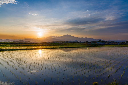 Sunset over rice field in the countryside of Chiang Mai, Thailandの写真素材