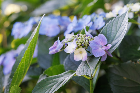 Hydrangea macrophylla in the garden, close-upの写真素材