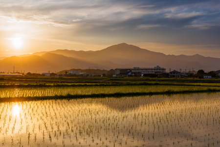Sunset over rice field in Mae Salong, Chiang Rai, Thailand