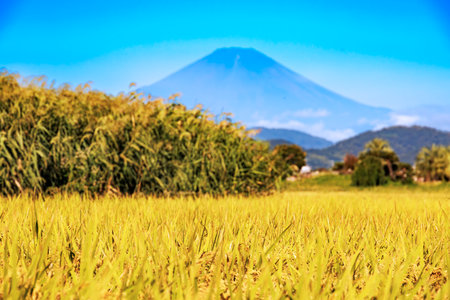 Mt.Fuji and rice field at Yamanashi, Japanの写真素材