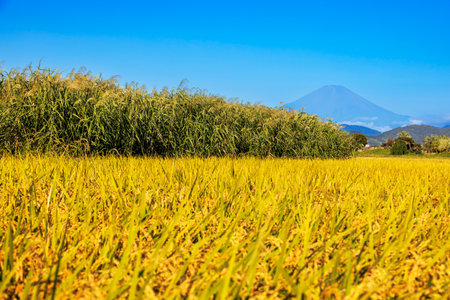 Rice field and Mt.Fuji in Fujiyoshida, Japanの写真素材