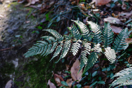 Fern leaves