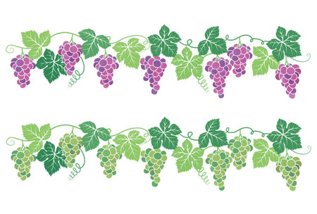 Set of bunches of grapes with green leaves. Vector illustration.のイラスト素材