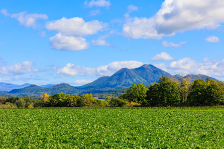 Soybean field with blue sky and mountains in the background.の写真素材