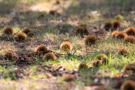 Chestnuts on the ground in the autumn forest. Selective focus.の写真素材