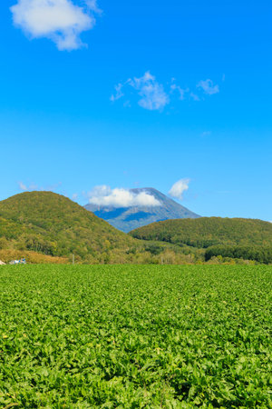 Mt.Fuji and potato field in Yamanashi, Japanの写真素材