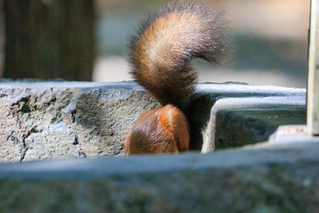 Squirrel in the park, close-up of a squirrel.