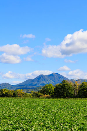 Landscape of soybean field with blue sky and mountain background.の写真素材