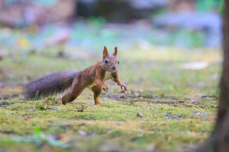 Squirrel in the forest. Red squirrel in the natural habitat.の写真素材