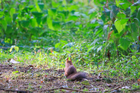 Squirrel on the ground in the autumn forest. Eurasian red squirrel, Sciurus vulgarisの写真素材