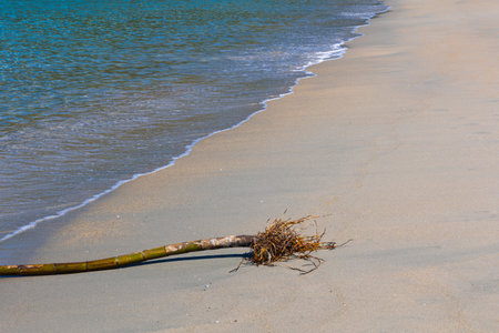 Dead tree on the beach. The concept of environmental pollution, global warmingの写真素材