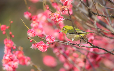 Spring plum blossoms and white-eyeの写真素材