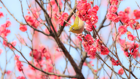 Spring plum blossoms and white-eyeの写真素材