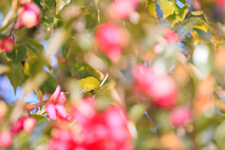 Spring camellia flowers and white-eyeの写真素材