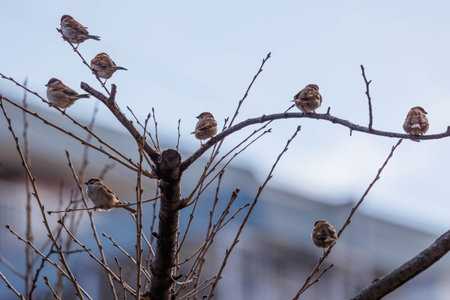 Silhouette of a sparrow perched on a branchの写真素材