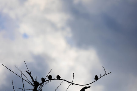 Silhouette of a sparrow perched on a branchの写真素材