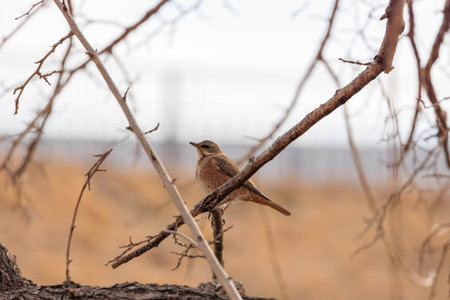 Thrush perched on a tree branch