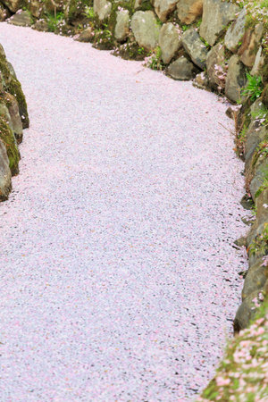 Cherry blossom petals covering the surface of the water ``Sakura Festival in Saga Prefecture Park''の写真素材