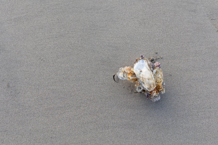 Seashells on the sandy beach copy space