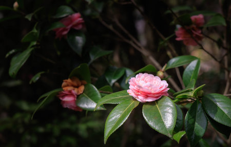 Beautiful maiden camellia in springの写真素材