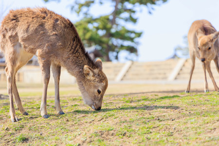 Deer in Nara Park [Japan: Nara]の写真素材