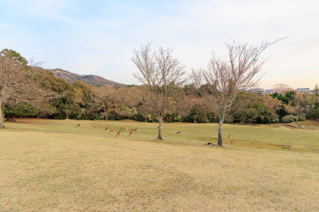 Grasslands and deer herds in Nara Park [Japan: Nara]の写真素材