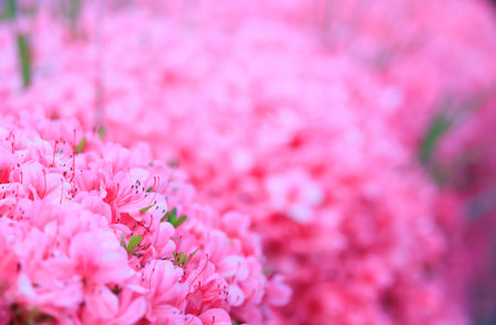 Azaleas in full bloom "Hyogo Prefecture"の写真素材