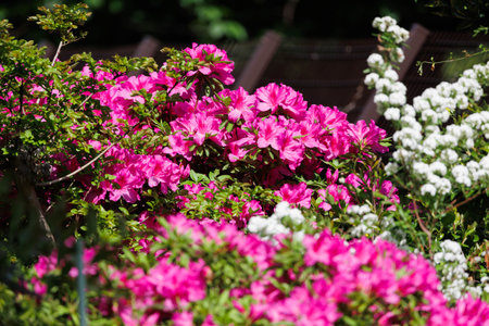 Azaleas in full bloom "Hyogo Prefecture"の写真素材