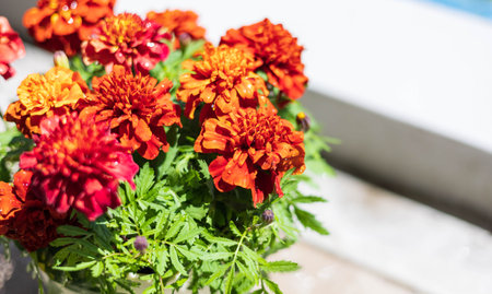 Marigold in full bloom in the garden "Mother's Day"の写真素材