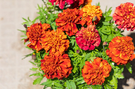 Marigold in full bloom in the garden "Mother's Day"の写真素材