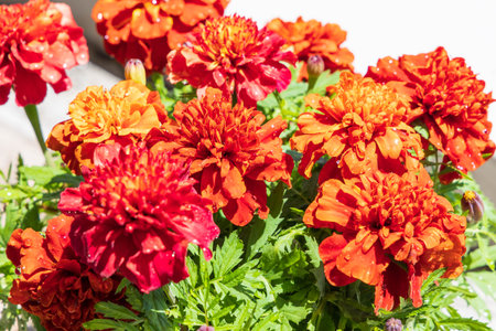 Marigold in full bloom in the garden "Mother's Day"の写真素材